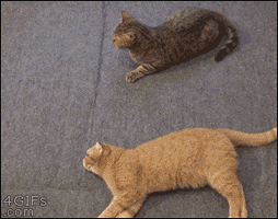 creepy  GIF