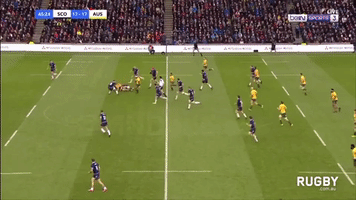 Wallabies GIF