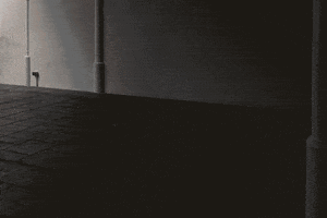 shootestudios dog barcelona location loft GIF