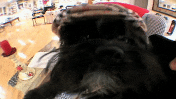 dog hat GIF by South Park 