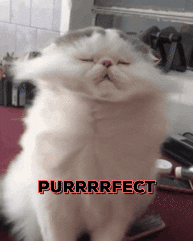 Cute-cats GIFs - Get the best GIF on GIPHY