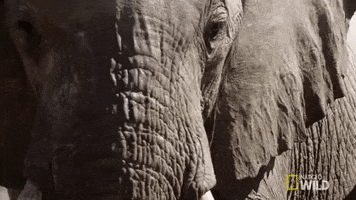 Nat Geo Wild Elephant GIF by Savage Kingdom