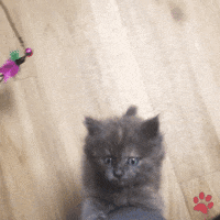 Cute Kitten GIF by pawsr