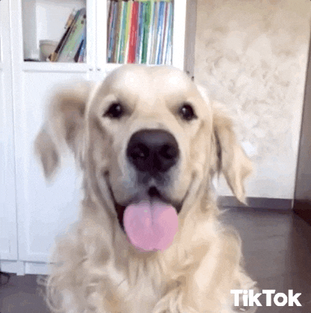Happy Dog GIFs - Find & Share on GIPHY