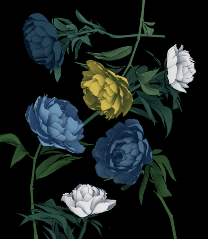 An animated gif illustration. It's a black background with softly-coloured blue, yellow, and white flowers that gently sway back and forth. I think the flowers are peonies.