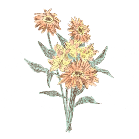 mollyrobin love illustration flower flowers GIF