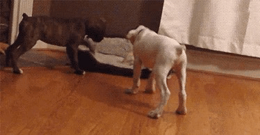 Perritos GIF