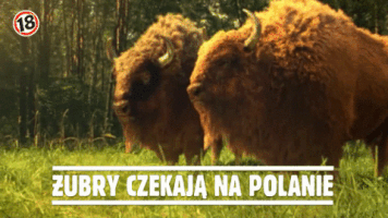 zbigniewborowski  GIF