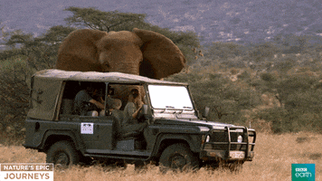 nature's epic journeys elephants GIF by BBC Earth
