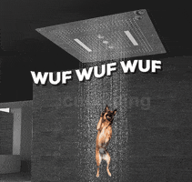 fazi78gmailcom wuf GIF