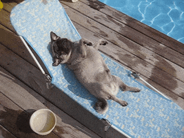 Sunbathing GIFs - Get the best GIF on GIPHY