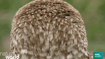 Natural World What GIF by BBC Earth