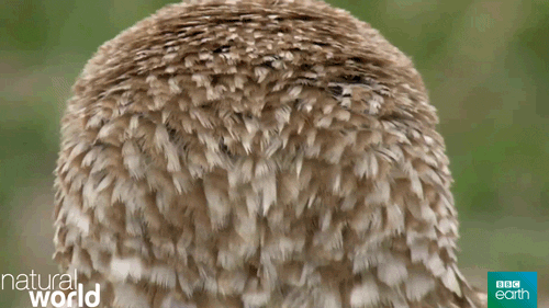 Natural World What GIF by BBC Earth - Find & Share on GIPHY