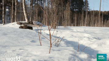 Proud Natural World GIF by BBC Earth