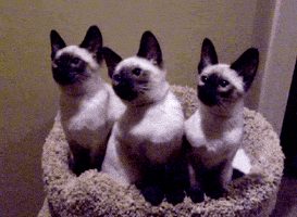 Cats Looking GIF by AFV Pets