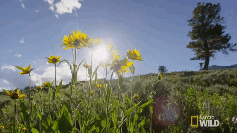 Flowers Spring Gif By Nat Geo Wild Find Share On Giphy