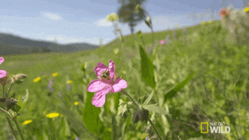 Busy Bee Spring GIF by Nat Geo Wild