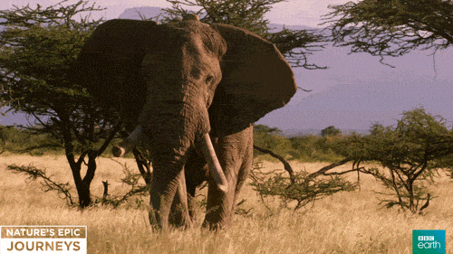 Elephant Walk Gifs Get The Best Gif On Giphy