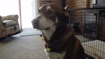 laramulady dog GIF