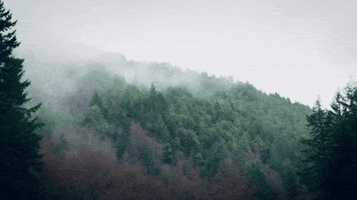 Forest Woods GIF by BuzzFeed
