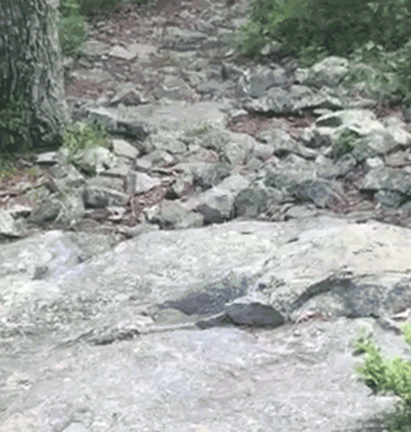 dubbin dog rock jump shades GIF