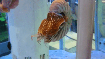 slow  GIF