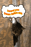 cat shit talking GIF by Jason Clarke