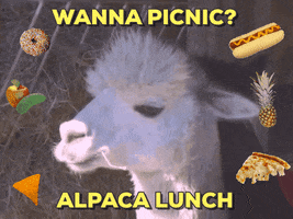 Video gif. Alpaca looking at us knowingly, surrounded by animated donuts, fruits and vegetables, Doritos, hotdogs, a pineapple, and pizza. Text, "Wanna picnic? Alpaca lunch."