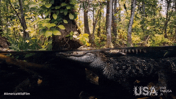 america wild film GIF by Visit The USA FR