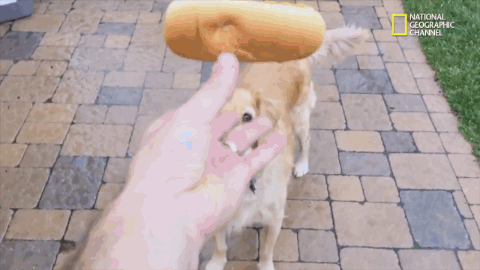 funny dog giphy
