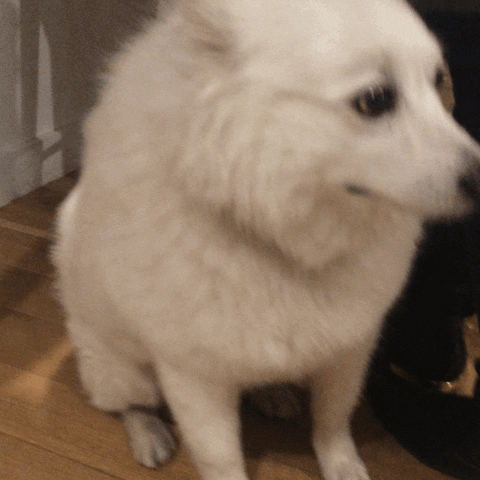 dogs trivia GIF by Bark