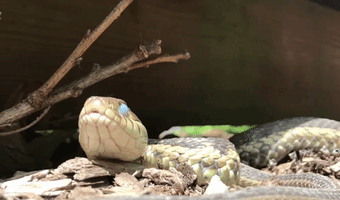 Snake Garter GIF