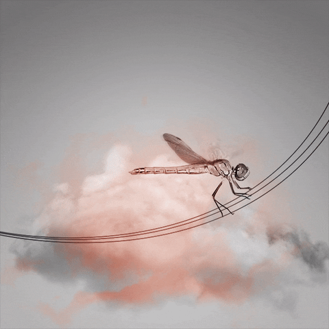 clouds dragonfly GIF by boxangelica