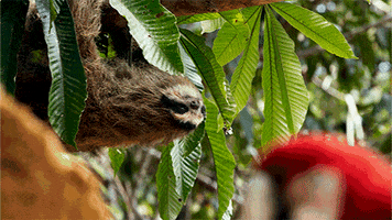 wild animals #spyinthewild GIF by PBS