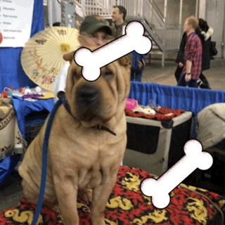 wkc 2017 GIF by Westminster Kennel Club