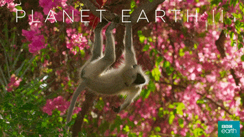 fail planet earth 2 GIF by BBC Earth