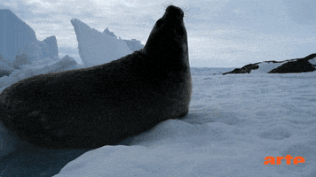 #antarctique GIF by ARTEfr