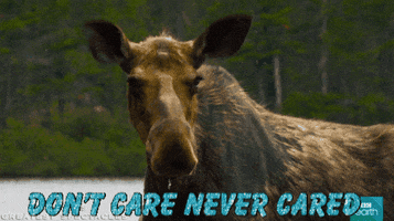 I Dont Care Idc GIF by chuber channel