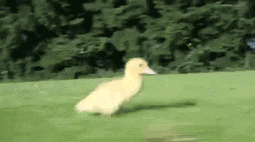 besohat  GIF