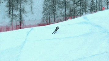 talbotbohemiacardinal  GIF