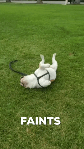 urmascot dog mascot bulldog englishbulldog GIF