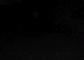 phoenixuk moat hollow sunset GIF