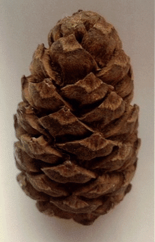 themattinthehatt tattoo pinecone neuralstyle GIF