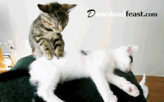 downloadfeast funny gifs funny cats massage GIF