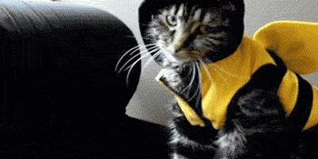 cats in costume GIF