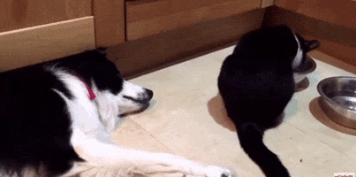 andrearomano-8fc3  GIF