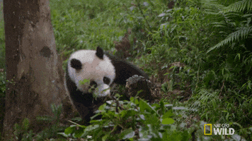 National Geographic Falling GIF by Nat Geo Wild