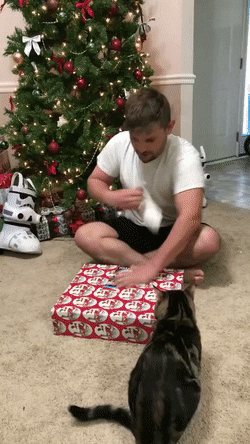 raccoon84 cat christmas attack present GIF