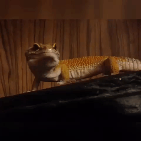 Prot leopardgecko gecko dance GIF