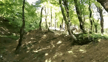 homovident #zipline GIF